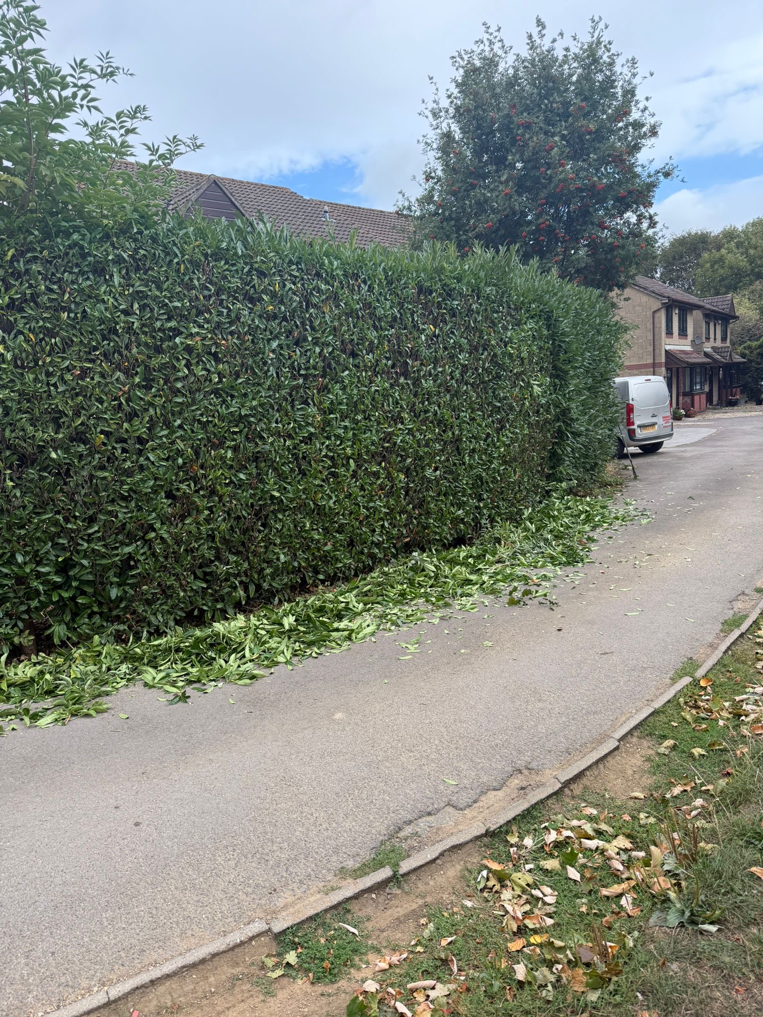 Alpines tree surgery project photo
