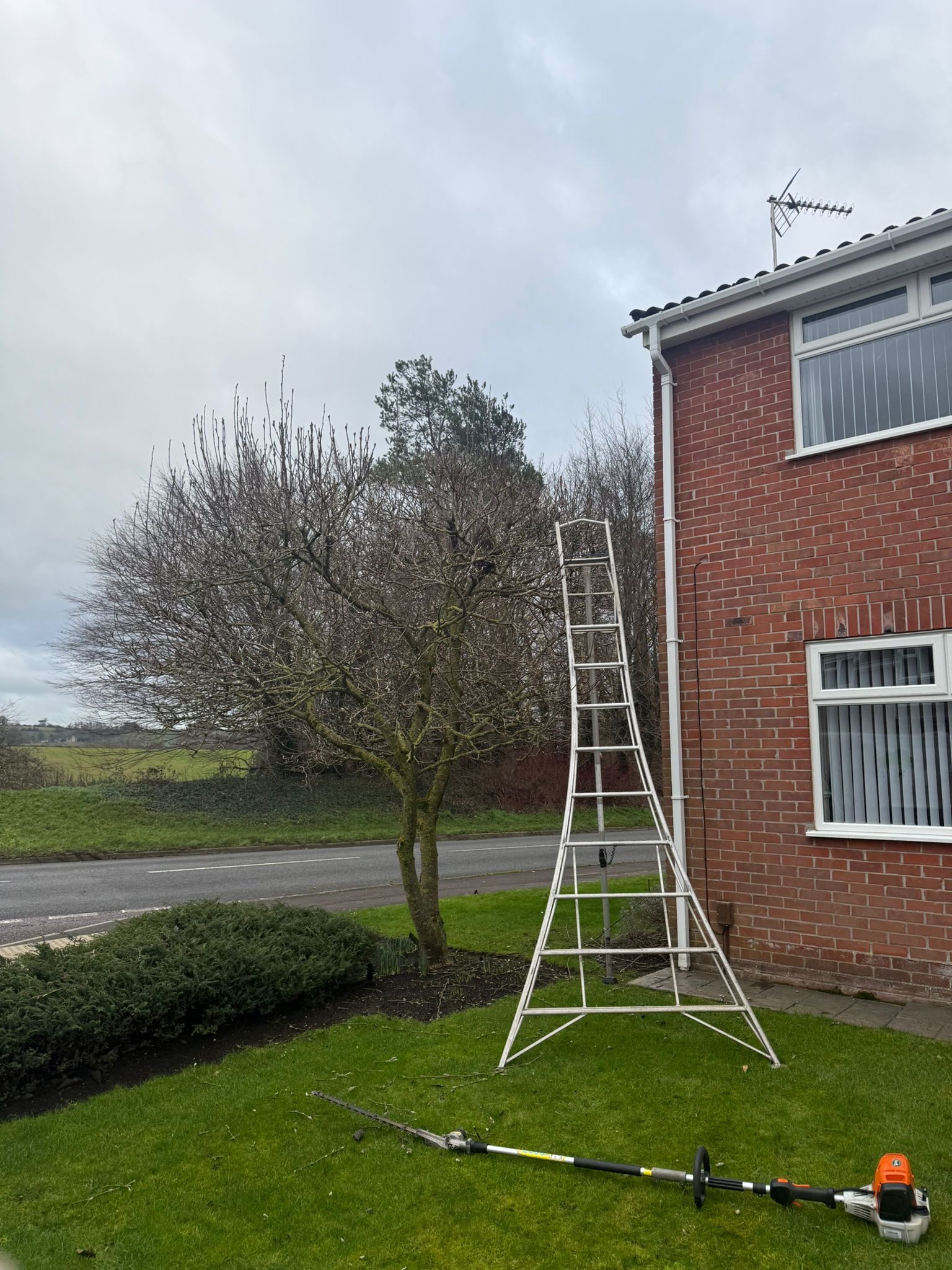 Alpines tree surgery project photo