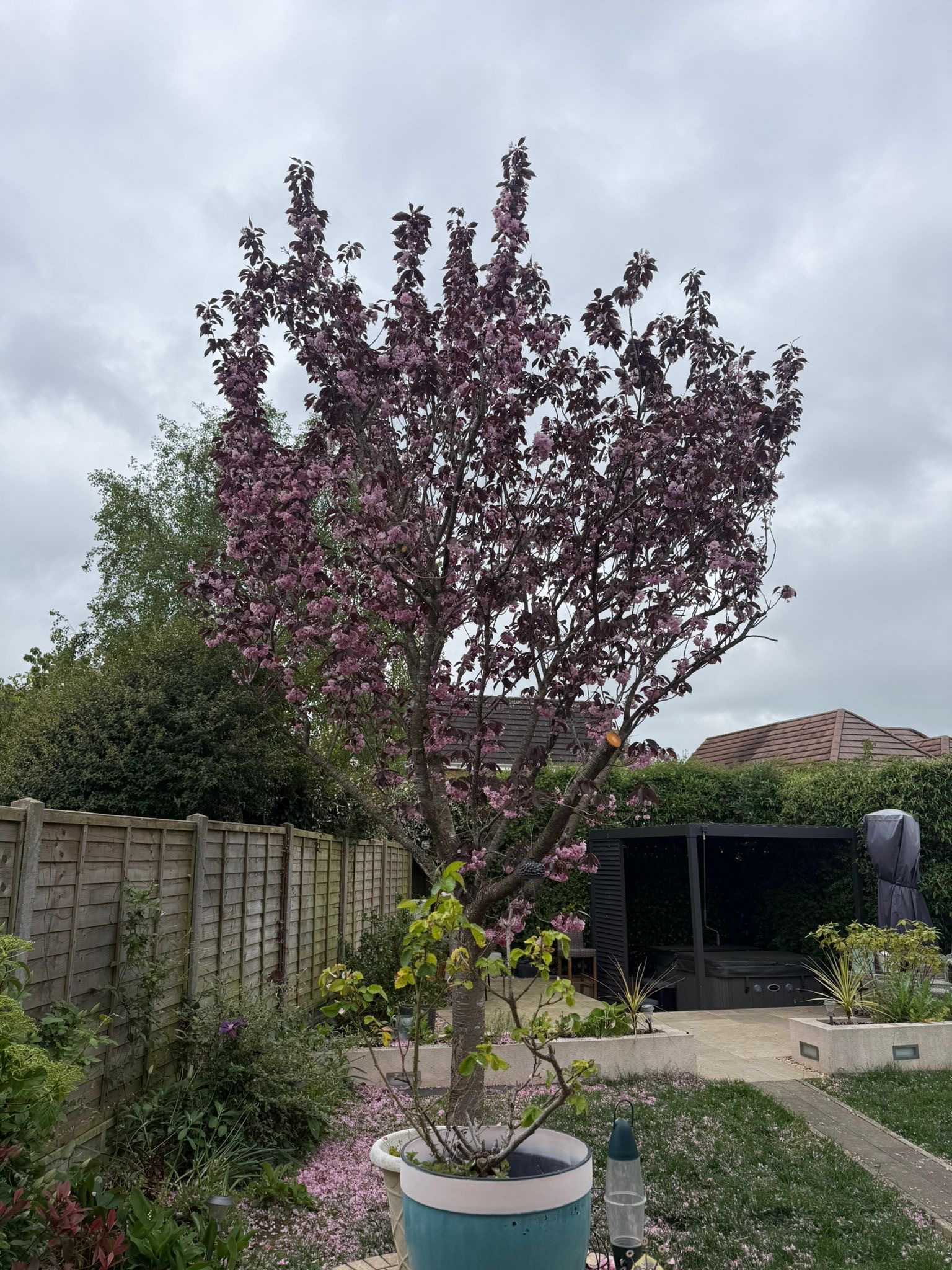 Alpines tree surgery project photo