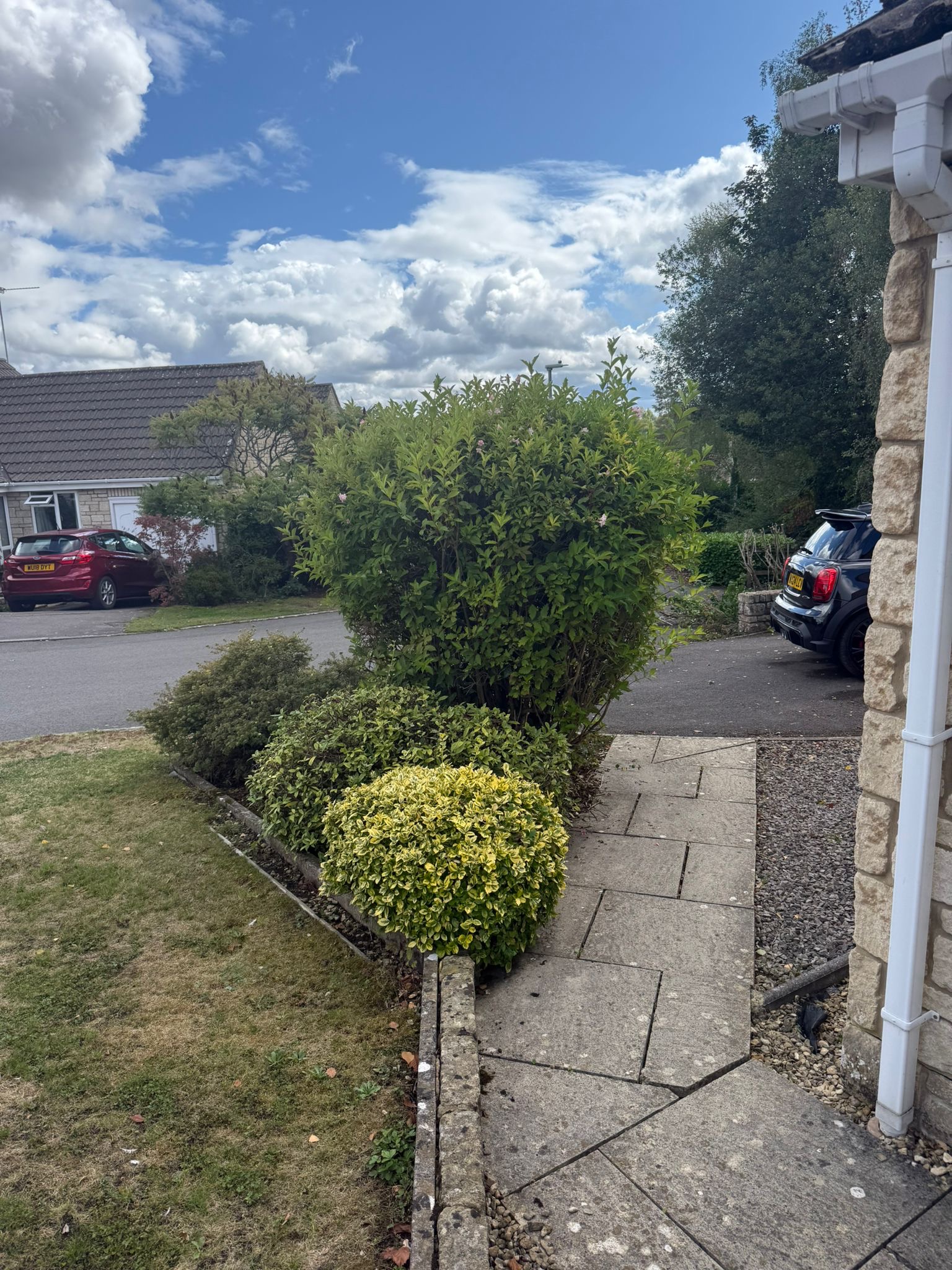 Alpines tree surgery project photo