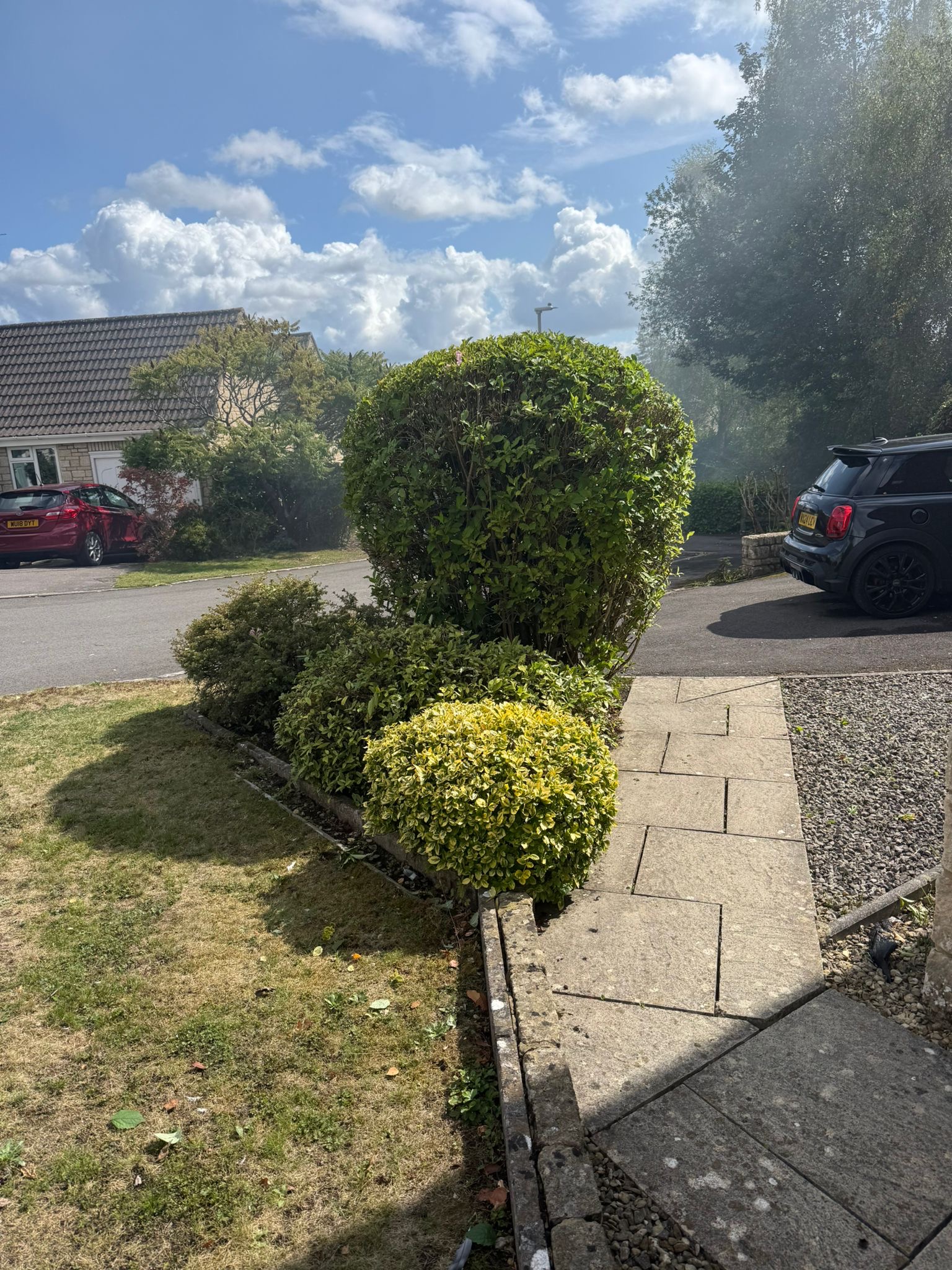 Alpines tree surgery project photo